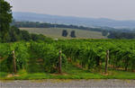 8.3.12 10.1 wineryPennsylvania’s beautiful wine country from DBC-MAR tour